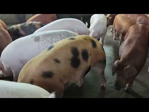 95% YA WAFUGAJI WA NGURUWE WAMEFILISIKA KWA SABABU HIZI