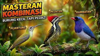 Download lagu MASTERAN KOMBINASI PIJANTUNG - PELATUK - RAMBATAN | Terapi Air mp3 Download lagu MASTERAN KOMBINASI PIJANTUNG - PELATUK - RAMBATAN | Terapi Air mp3