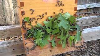 Beekeeping: How To Move A Hive Any Distance (More Than 3 Feet and Less Than 3 Miles)