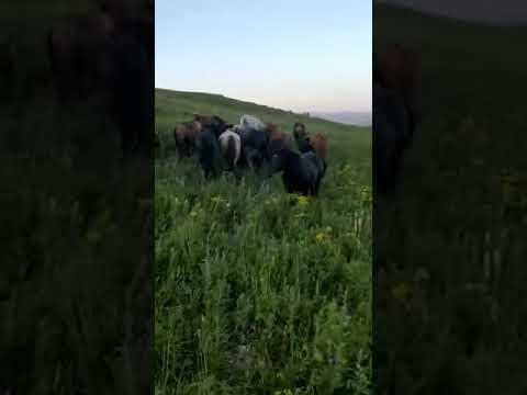 Жеребец Кабинского типа «Бархат»#Принуждение к случке кобылу во время отсутствия жеребца «21»