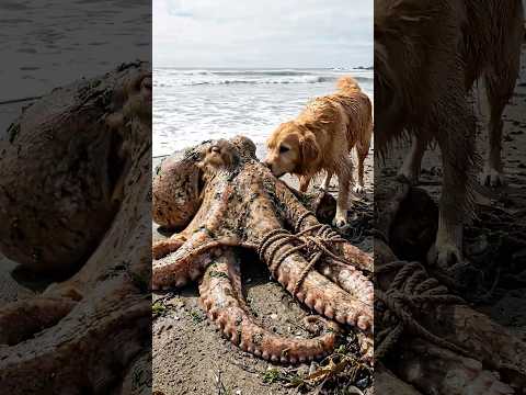 pov golden retriever save giant octupus on beach