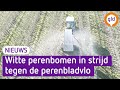 Telers leiden vlo om de tuin met camouflage-truc