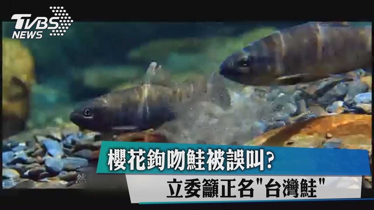櫻花鉤吻鮭被誤叫? 立委籲正名「台灣鮭」