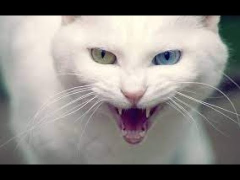 Turkish angora doesn't like 😾 a neighbor or any other cat 😆