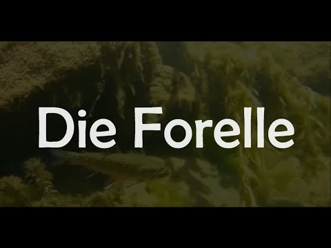 Die Forelle - The Trout : Franz Schubert D550 || Song & Lyrics [CC AR/CN/DE/EN/FR/JP/TN/TR/VT]