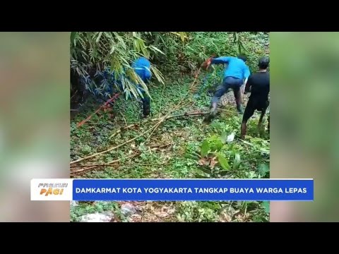 DAMKARMAT KOTA YOGYAKARTA TANGKAP BUAYA WARGA LEPAS