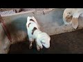 New Born Dumba Baby In Our Farm