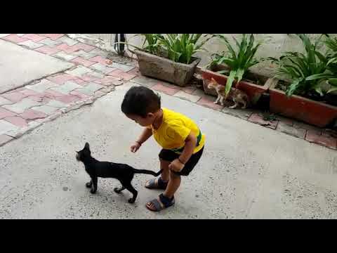 Rishaan's love for animals,cat pet, playtime with cats,society cats, children n cats,kitten evening