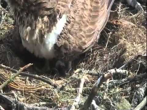 Loch of the Lowes, female osprey laying her second egg