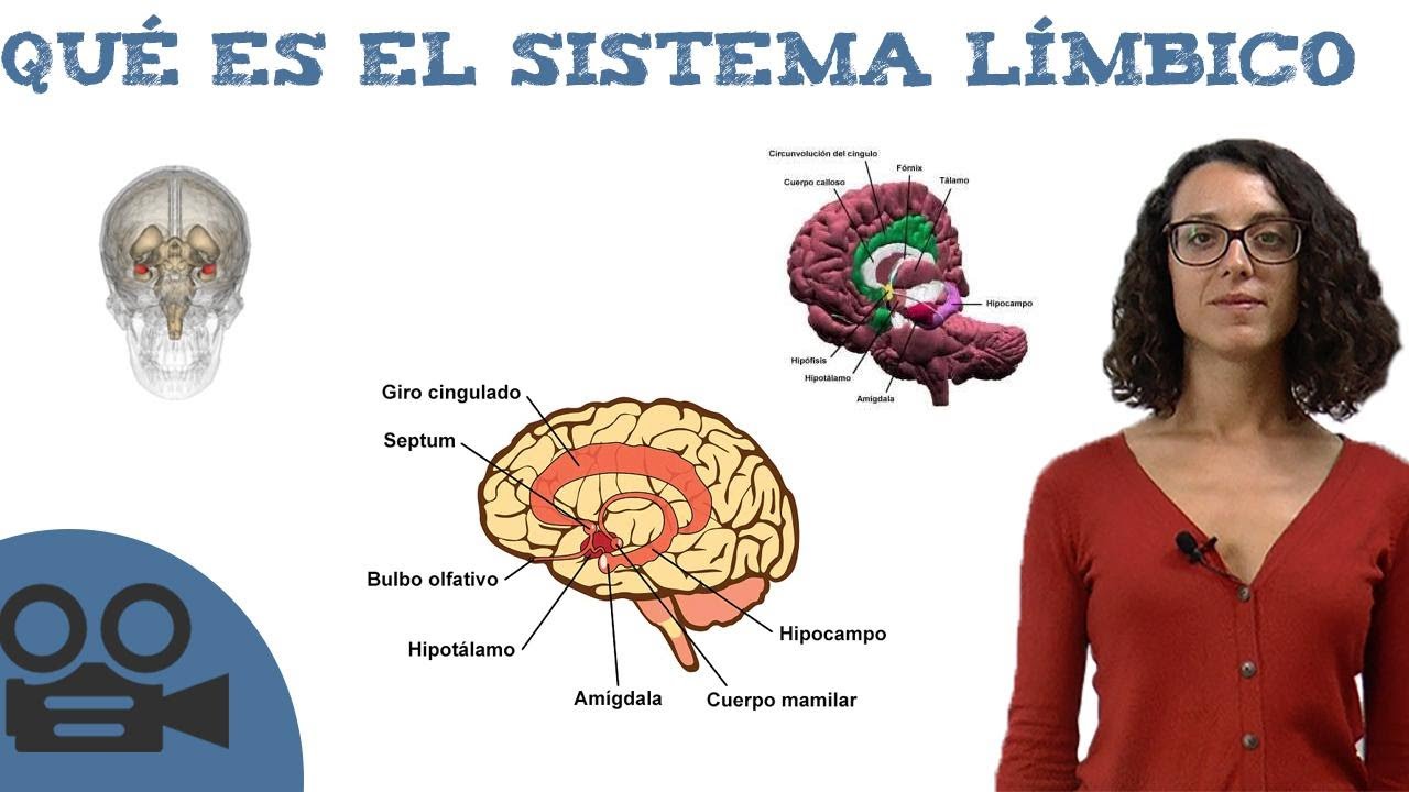 Qué es el sistema límbico