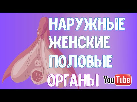 Женские половые органы