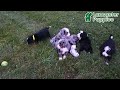 Mini Bernedoodle dogs for sale: Milo - Video 1