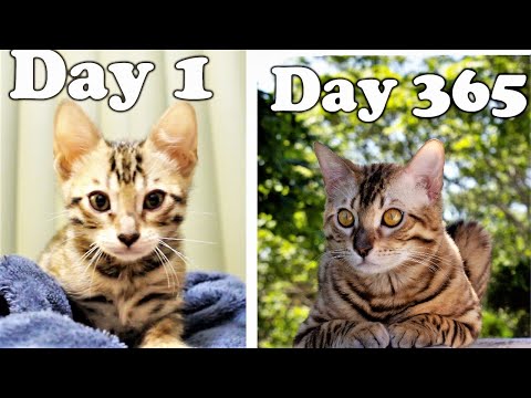 Day 1 to 365: Growing Up Beautiful Bengal Kitten Duke l CrazyCatish
