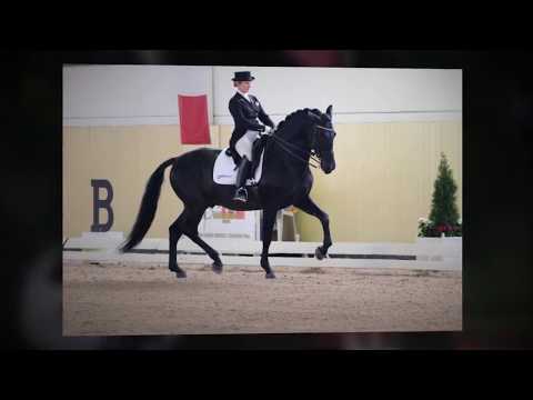 ANDALUSIAN DRESSAGE HORSES FOR SALE - PRESENTING BLACK PRE STALLION SCHOOLING GP