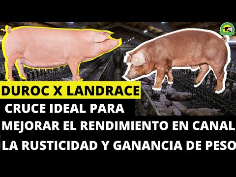 , title : 'DUROC❌LANDRACE(Cruce Ideal Para Mejorar El Rendimiento En Canal,Rusticidad Y Ganancia De Peso)'