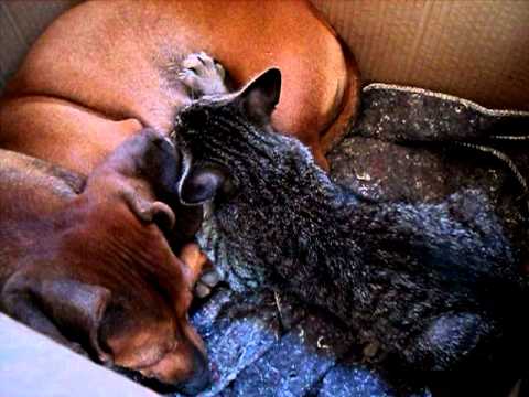 Nossa cachorra amamentando nosso gatinho!!
