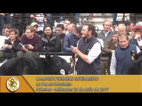 26-07-17 Jura Angus Ternero Intermedio - Palermo.