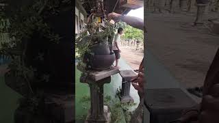 Download lagu Demo bonsai santigi oleh master robert steven #bonsaisantigi #pempisacidula mp3