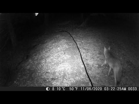 11/06/2020 03:22AM Coyote