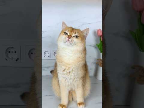 Cat Nika couldn’t trick me😉 #cat #cats