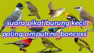 Download lagu SUARA PIKAT BURUNG DIJAMIN AMPUH.BURUNG KECIL LANGSUNG PADA BERDATANGAN. mp3