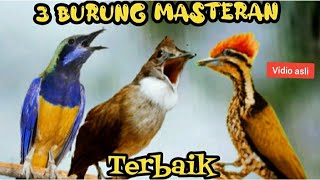 Download lagu TIGA BURUNG MASTERAN TERBAIK  || cungkok , cucak jenggot , pelatuk bawang mp3