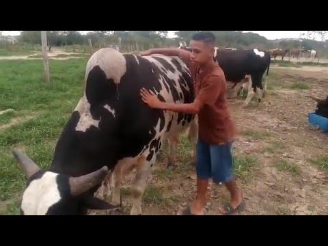 Touro Restrito Da Cia De Rodeio FS