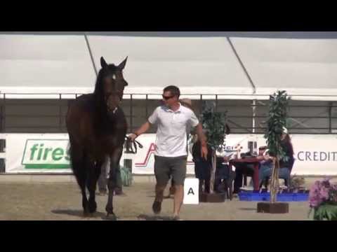 Ondřej Zvára a Carmen Arcus - horse inspection - Středa při CSI-W Olomouc 2015