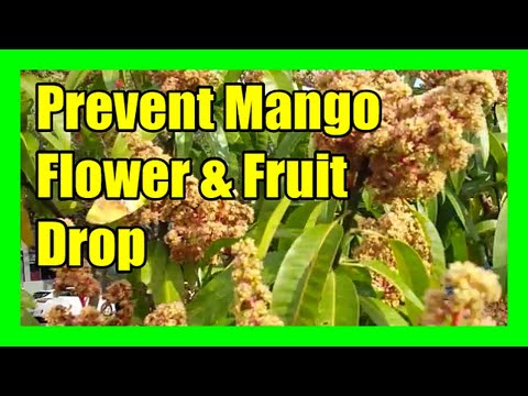 Prevent Mango Flowers & Fruit From Falling | Stop Premature Mango Fruit Drop