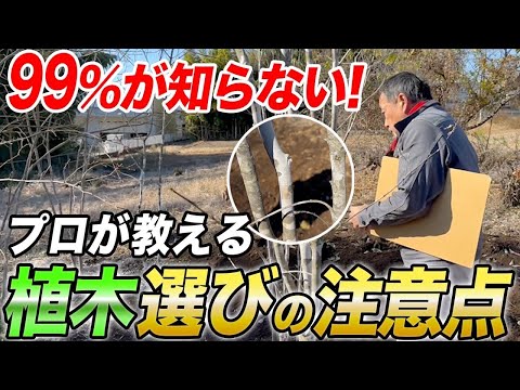 園芸 ギンバイカの葉のミルクワート、Polygala myrtifolia