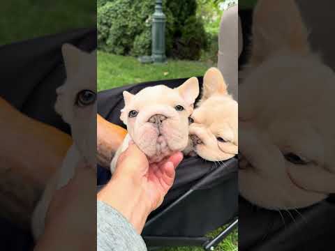 Video 6