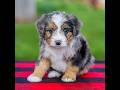 Mini Aussiedoodle dogs for sale: Baxter - Video 1