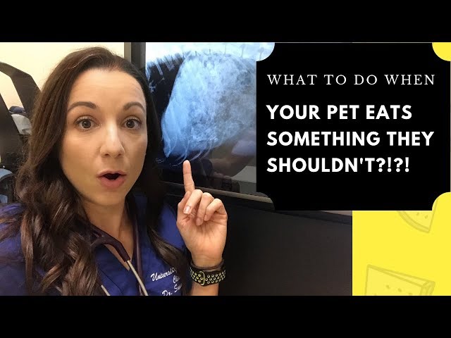 What To Do When Your Pet Eats Something They Shouldn’t!