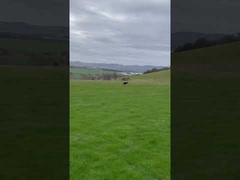 Border collies running FLAT OUT