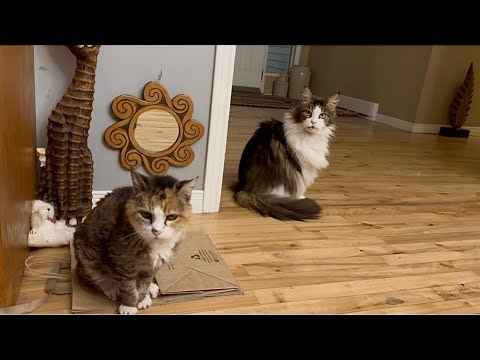 🔉26 YO Cat has Dementia 😲 Miss Muffy Caterwauls