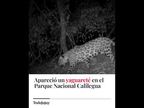 UN YAGUARETÉ EN JUJUY