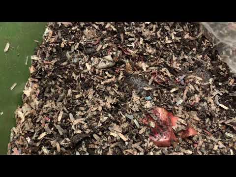 No more worm jerky. Hungry Bin update week 4.