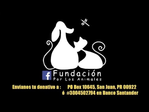 download lagu mp3 mp4 Fundacion Por Los Animales, download lagu Fundacion Por Los Animales gratis, unduh video klip Download Fundacion Por Los Animales Mp3 dan Mp4 Free All Gratis