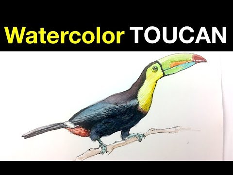 Tips for Drawing Painting a Toucan with ink watercolor