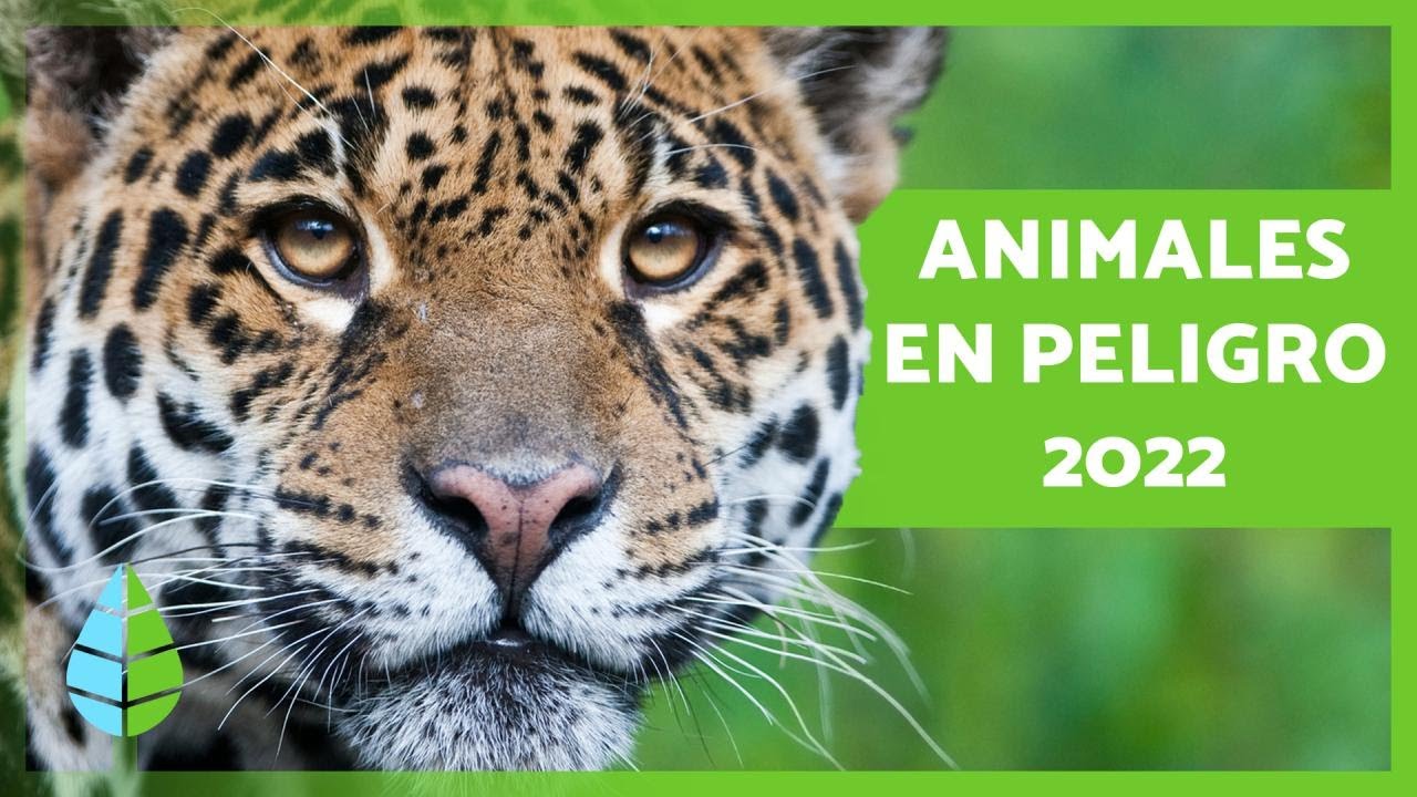 ANIMALES en PELIGRO de EXTINCIÓN 2022 🐧⚠️ (Top 10)