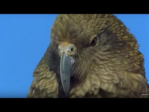 Sneaky Kea Raids A Garbage Bin | The Smartest Parrot | BBC Earth