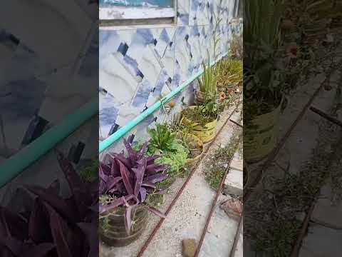 #very beautiful Flowers #