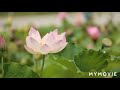 The Nature Beauty Very Good Song By VM Video