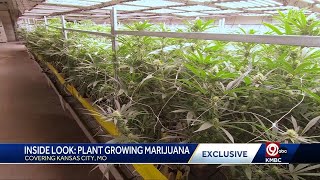 Exclusive look: Behind the scenes of the Greenlight marijuana dispensary in Kansas City