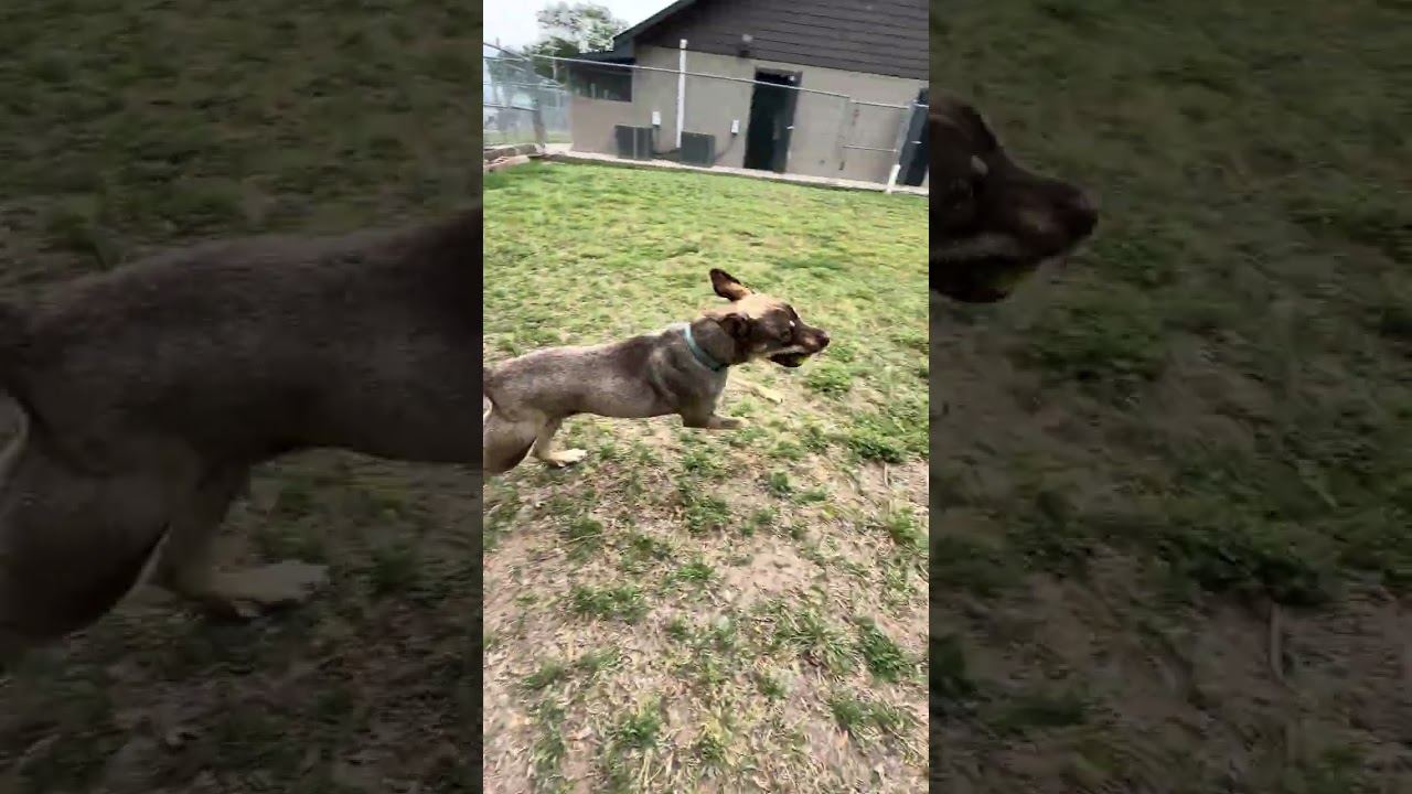 Ripley, a Adoptable Mixed Breed in Ponca City, OK video 6/6