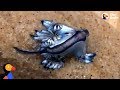 These Sea Slugs Are So Beautiful And Crazy Looking  | The Dodo