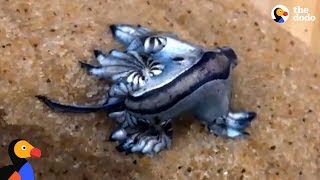 These Sea Slugs Are So Beautiful And Crazy Looking  | The Dodo by The Dodo