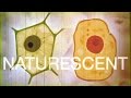 TRS-80 • Naturescent