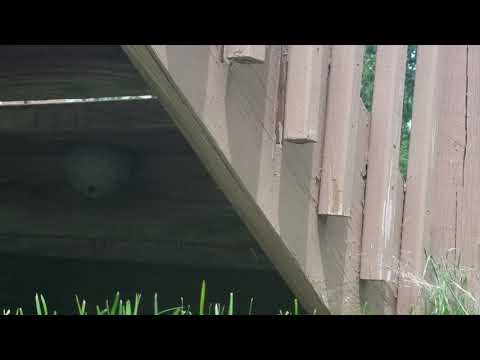 Paper Wasp Nest Removal in Spring Lake, NJ