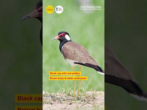 Red-wattled Lapwing | Bodoland Tourism